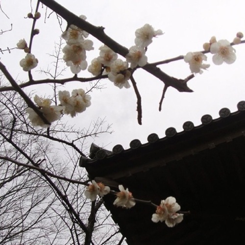 20100824063718-japan.jpg